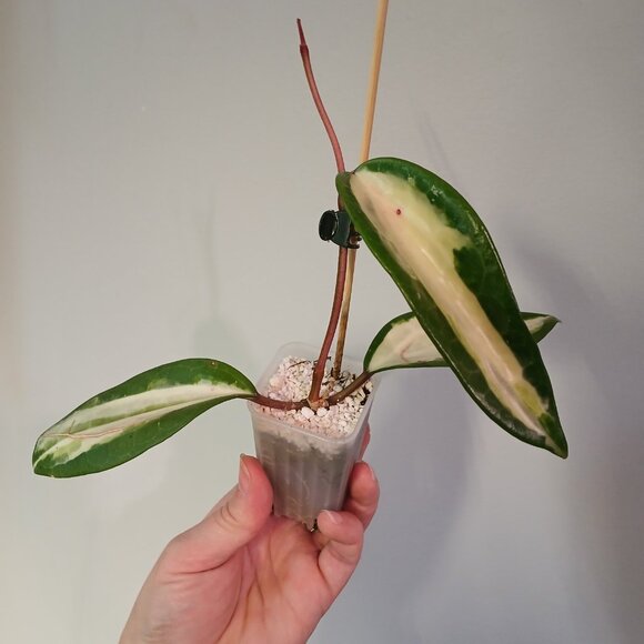 Hoya Latifolia Queensy - Picture 2 of 2